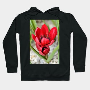 Tulipa  &#39;Lilliput&#39;  Tulip Hoodie